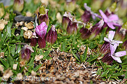 Silene acaulis (F194509)