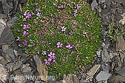 Silene acaulis (F194512)