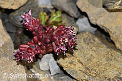 Sedum atratum (09.2021, F194518)
