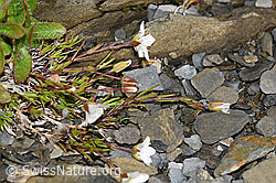 Minuartia verna (F194521)