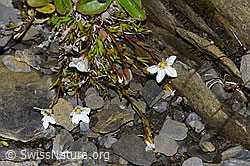 Minuartia verna (F194524)