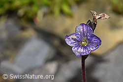Blattloser Ehrenpreis (Veronica aphylla) (F194526) Blattloser Ehrenpreis (Veronica aphylla) (F194526)