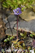 Blattloser Ehrenpreis (Veronica aphylla) (F194530) Blattloser Ehrenpreis (Veronica aphylla) (F194530)