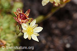 Photo: Saxifraga exarata ssp. moschata