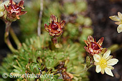 Photo: Saxifraga exarata ssp. moschata