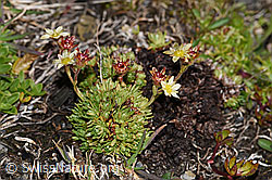 Photo: Saxifraga exarata ssp. moschata