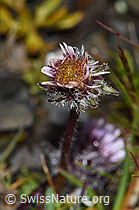 Erigeron uniflorus (09.2021, F194542)