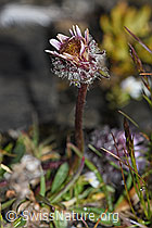 Erigeron uniflorus (F194545)