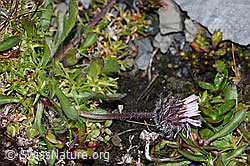 Erigeron uniflorus (F194546)