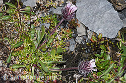 Erigeron uniflorus (09.2021, F194547)