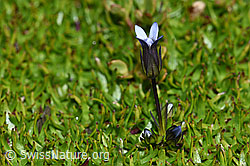 Gentiana tenella (09.2021, F194562)