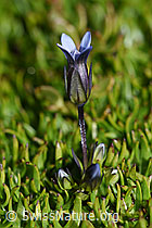 Gentiana tenella (F194563)