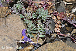Linaria alpina (09.2021, F194571)