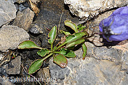 Niedliche Glockenblume (Campanula cochleariifolia) (F194576)