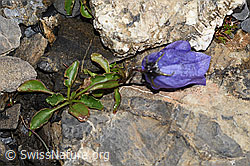 Niedliche Glockenblume (Campanula cochleariifolia) (F194579)