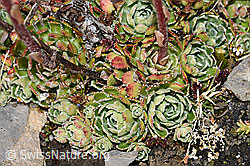 Saxifraga paniculata (F194585)