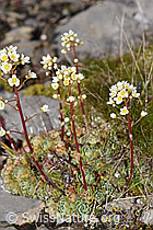 Saxifraga paniculata (F194588)