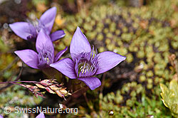 Feld-Enzian (Gentiana campestris) (F194589) Feld-Enzian (Gentiana campestris) (F194589)