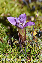 Feld-Enzian (Gentiana campestris) (F194592) Feld-Enzian (Gentiana campestris) (F194592)