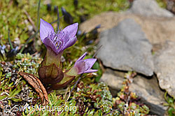 Feld-Enzian (Gentiana campestris) (F194594) Feld-Enzian (Gentiana campestris) (F194594)
