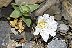 Cerastium latifolium (F194604)
