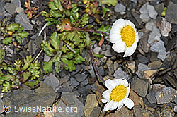 Gewöhnliche Alpenmargerite (Leucanthemopsis alpina) (F194631)