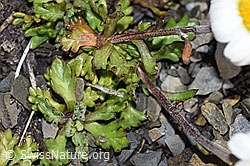 Gewöhnliche Alpenmargerite (Leucanthemopsis alpina) (F194632)