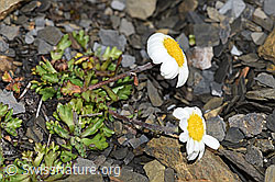 Gewöhnliche Alpenmargerite (Leucanthemopsis alpina) (F194634)