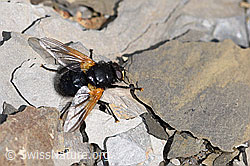 Mesembrina meridiana (09.2021, F194850)