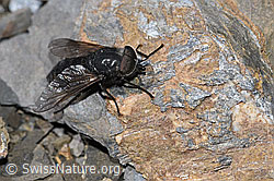 Hybomitra caucasica (F194853)
