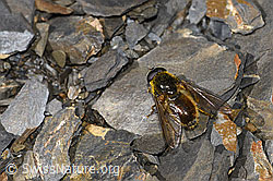 Cheilosia canicularis (09.2021, F194857)