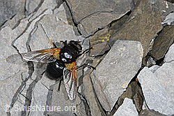 Mesembrina meridiana (09.2021, F194862)