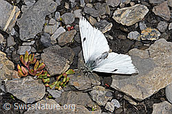 Pontia callidice (09.2021, F194864)