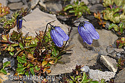 Niedliche Glockenblume (Campanula cochleariifolia) (F194867)