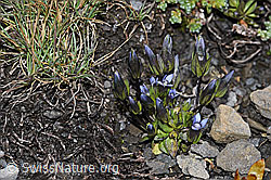 Gentiana tenella (F194868)