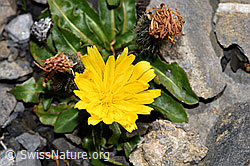 Berg-Milchkraut (Leontodon montanus) (F194872) Berg-Milchkraut (Leontodon montanus) (F194872)