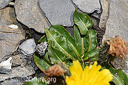 Berg-Milchkraut (Leontodon montanus) (F194874) Berg-Milchkraut (Leontodon montanus) (F194874)