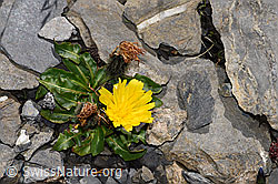 Berg-Milchkraut (Leontodon montanus) (F194875) Berg-Milchkraut (Leontodon montanus) (F194875)