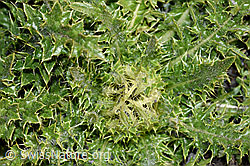 Cirsium spinosissimum (F194881)