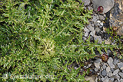 Cirsium spinosissimum (F194882)