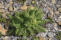 Cirsium spinosissimum (F194884)