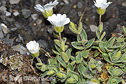 Cerastium latifolium (F194886)