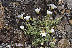 Cerastium latifolium (F194890)