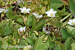 Eupeodes luniger on Minuartia verna (F194901)