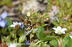 Eupeodes luniger on Minuartia verna (F194905)