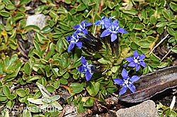 Gentiana nivalis (F194931)