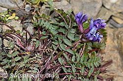 Berg-Spitzkiel (Oxytropis jacquinii) (F195220) Berg-Spitzkiel (Oxytropis jacquinii) (F195220)