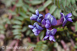 Berg-Spitzkiel (Oxytropis jacquinii) (F195222) Berg-Spitzkiel (Oxytropis jacquinii) (F195222)
