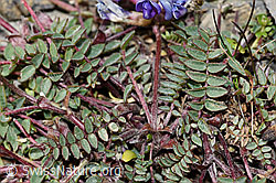 Berg-Spitzkiel (Oxytropis jacquinii) (F195224) Berg-Spitzkiel (Oxytropis jacquinii) (F195224)