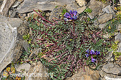 Berg-Spitzkiel (Oxytropis jacquinii) (F195225) Berg-Spitzkiel (Oxytropis jacquinii) (F195225)